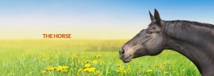 Adlib-feeding-products-for-horses