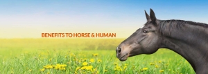 Benefits-of-HayLo-hay-feeder-to-Horses-and-Humans