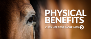Haylo-Hay-Feeder---Physical-Benefits-for-your-horse