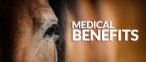 Haylo-Slow-Hay-Feeder-Medical-Benefits-for-your-horse