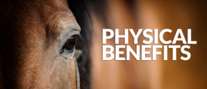 Haylo-Slow-Hay-Feeder---Physical-Benefits-for-your-horse
