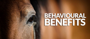 Haylo-Slow-Hay-Feeder---behavioural-Benefits-horses