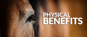 Haylo-Slow-Hay-Feeder--physical-Benefits-horses