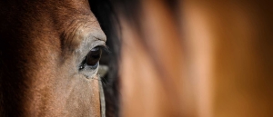 Horse-Hay-Feeders‎-to-help-horse-behavioural-problems