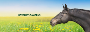 Horse-feeders-recommended-by-Veterinarians,-Chiropractors,-Physiotherapists