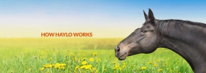 Horse-feeders-recommended-by-Veterinarians,-Chiropractors,-Physiotherapists-orange