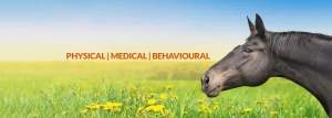 Physical,-Medical,-Behavioural-benefit-of-Haylo-horse-feeders