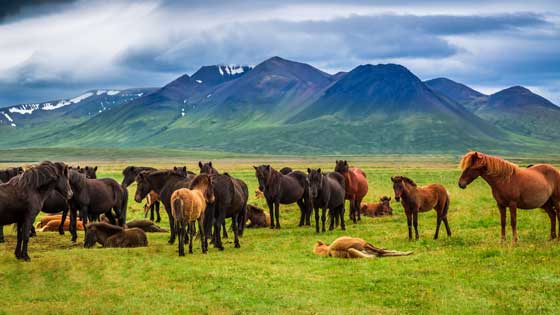 Products-to-assist-with-behavioural-problems-in-horses