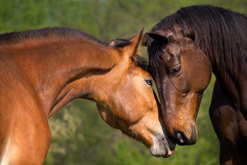 Slow Down Hay Feeders To Improve Horse Temperament Haylo Horse