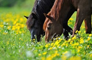 how-often-should-i-feed-my-horse