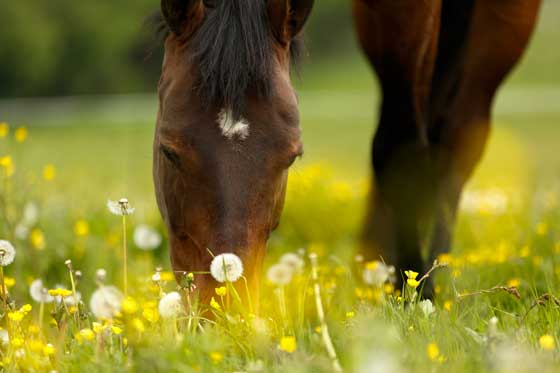 how-often-should-i-feed-my-horse-2